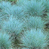 100 BLUE Sheeps FESCUE GRASS Festuca Ovina Glauca Cinerea Seeds