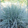 100 BLUE Sheeps FESCUE GRASS Festuca Ovina Glauca Cinerea Seeds