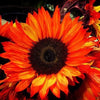25 RED SUN SUNFLOWER Helianthus Annuus Flower Seeds