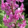 300 FIREWEED / ROSEBAY (Great Willowherb) Epilobium Angustifolium Flower Seeds