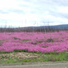 300 FIREWEED / ROSEBAY (Great Willowherb) Epilobium Angustifolium Flower Seeds