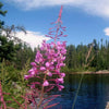 300 FIREWEED / ROSEBAY (Great Willowherb) Epilobium Angustifolium Flower Seeds
