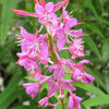 300 FIREWEED / ROSEBAY (Great Willowherb) Epilobium Angustifolium Flower Seeds