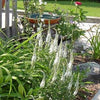 50 Mixed Colors VERONICA SIGHTSEEING MIXTURE (Spike Speedwell) Veronica Spicata Flower Seeds