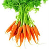 1500 LITTLE FINGERS CARROT Daucus Carota Vegetable Seeds
