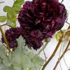 250 BLACK PEONY POPPY Papaver Peoniflorum Flower Seeds