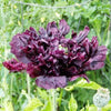 250 BLACK PEONY POPPY Papaver Peoniflorum Flower Seeds