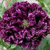 250 BLACK PEONY POPPY Papaver Peoniflorum Flower Seeds