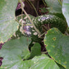 15 GOOSENECK / Bottle / SWAN GOURD Lagenaria Siceraria Vine Seeds
