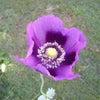 400 PERSIAN BLUE POPPY Papaver Somniferum Flower Seeds