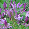 250 MIXED Colors QUEEN CLEOME (Spider Flower) Cleome Hassleriana Cleome Spinosa Flower Seeds