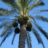 10 CANARY ISLAND Date PALM Phoenix Canariensis Tree Seeds
