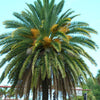 10 CANARY ISLAND Date PALM Phoenix Canariensis Tree Seeds