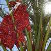 10 CANARY ISLAND Date PALM Phoenix Canariensis Tree Seeds