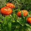 100 ORANGE DOUBLE STRAWFLOWER Helichrysum Monstrosum Flower Seeds