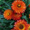 100 ORANGE DOUBLE STRAWFLOWER Helichrysum Monstrosum Flower Seeds