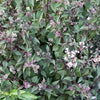 50 CHOCOLATE Joe PYE WEED Eupatorium Rugosum Flower Seeds