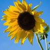 50 SKYSCRAPER SUNFLOWER Helianthus Annuus Flower Seeds