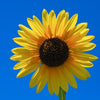 50 SKYSCRAPER SUNFLOWER Helianthus Annuus Flower Seeds