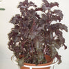 500 DARK OPAL BASIL (Purple Ruffles) Ocimum Basilicum Herb Flower Seeds