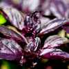 500 DARK OPAL BASIL (Purple Ruffles) Ocimum Basilicum Herb Flower Seeds