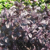 500 DARK OPAL BASIL (Purple Ruffles) Ocimum Basilicum Herb Flower Seeds