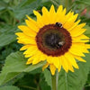 75 MAMMOTH GREY Stripe SUNFLOWER Helianthus Annuus Flower Seeds