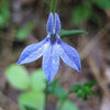 250 Blue INDIAN TOBACCO (Indian Lobelia) Lobelia Inflata Flower Seeds