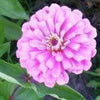 250 Mixed Colors Common GARDEN ZINNIA Elegans Flower Seeds