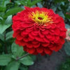 250 Mixed Colors Common GARDEN ZINNIA Elegans Flower Seeds