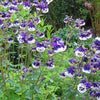 100 MIXED EUROPEAN COLUMBINE Aquilegia Flower Seeds