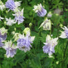 100 MIXED EUROPEAN COLUMBINE Aquilegia Flower Seeds