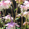 100 MIXED EUROPEAN COLUMBINE Aquilegia Flower Seeds