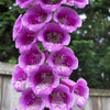 1000 PURPLE FOXGLOVE Digitalis Purpurea Flower Seeds