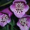 1000 PURPLE FOXGLOVE Digitalis Purpurea Flower Seeds