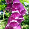 1000 PURPLE FOXGLOVE Digitalis Purpurea Flower Seeds