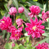 50 Clementine RED DOUBLE COLUMBINE Aquilegia Vulgaris Flower Seeds