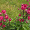 50 Clementine RED DOUBLE COLUMBINE Aquilegia Vulgaris Flower Seeds