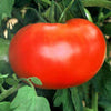 500 ACE 55 TOMATO Lycopersicon Lycopersicum Fruit Vegetable Seeds