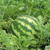 100 CRIMSON SWEET WATERMELON Citrullus lanatus Fruit Melon Seeds