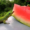 100 CRIMSON SWEET WATERMELON Citrullus lanatus Fruit Melon Seeds