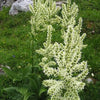 100 VIRGINIA BUNCHFLOWER LILY (White Hellebore / Corn Lily) Melanthium Virginicum Flower Seeds
