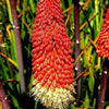 50 TORCH LILY Red Hot Poker / Tritoma / Kniphofia Uvaria Flower Seeds