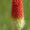 50 TORCH LILY Red Hot Poker / Tritoma / Kniphofia Uvaria Flower Seeds