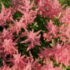 100 PINK MIX ASTILBE (False Spirea / False Goats Beard) Astilbe Chinensis Flower Seeds