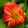 50 EARLY BIRD DAHLIA Mixed Colors Flower Seeds