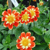 50 EARLY BIRD DAHLIA Mixed Colors Flower Seeds