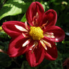 50 EARLY BIRD DAHLIA Mixed Colors Flower Seeds
