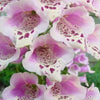 1000 Seeds MIXED FOXGLOVE Digitalis Purpurea Flower Seeds
