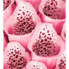 1000 Seeds MIXED FOXGLOVE Digitalis Purpurea Flower Seeds